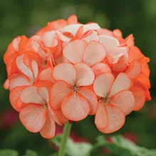 Geranium seed Spring sowing seasons are kinds of indoor potted flower seed balcony garden bonsai seed