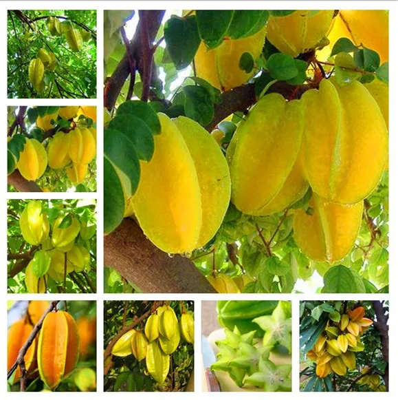 

100pcs Organic Imported Carambola Bonsais Star Fruit Tree Shrub Fruit Edible Starfruit for Home Garden Flower Pot Planters