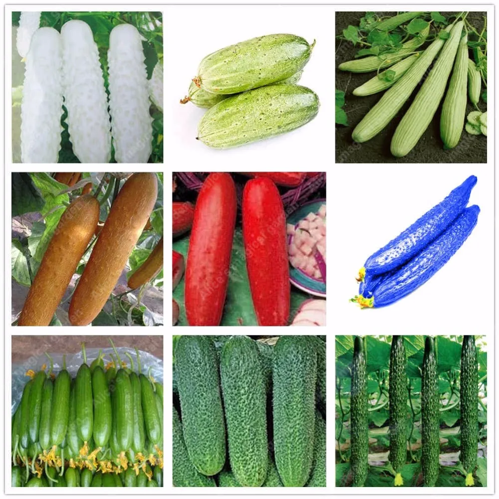 new year 7 vegetables 2017 sale 100 pcs cucumber seeds 9 varieties green new year 7 vegetables 2017 sale 100 pcs cucumber seeds 9 varieties green