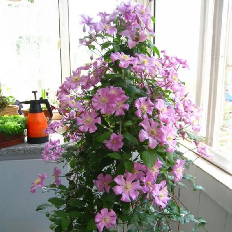 

Pink Univalve Clematis Potted Clematis Climbing Flower 200 particles / bag