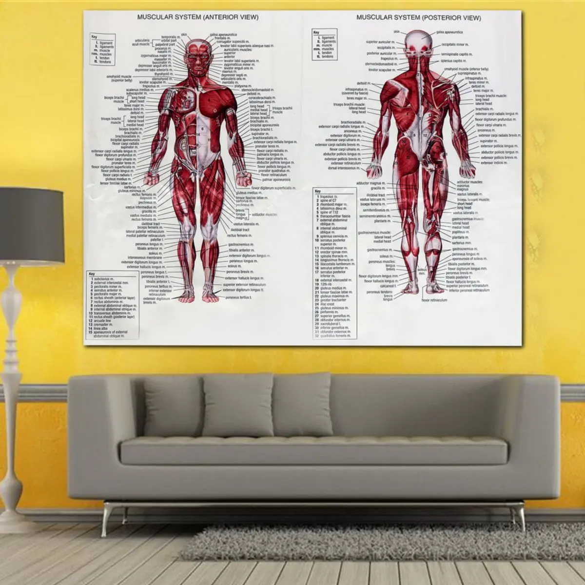 Шелковая ткань мышцы плакаты с системой Анатомия диаграмма 60x80 см человеческого тела образовательные картины настенные украшения дома аксессуары