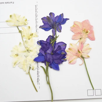 

80pcs Free Shipping Pressed flower dried flower Natural flowers DIY materials Delphinium flowers with branches sale 1lot / 80pcs