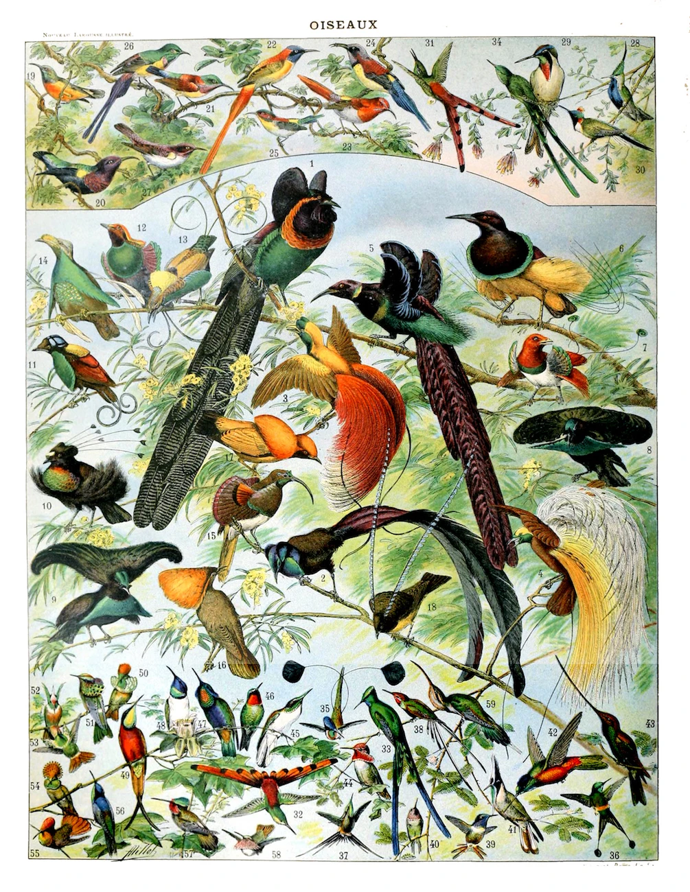 Винтаж Adolphe Millot энциклопедия плакаты птицы виды яиц классический холст картины наклейки на стену домашний Декор подарок