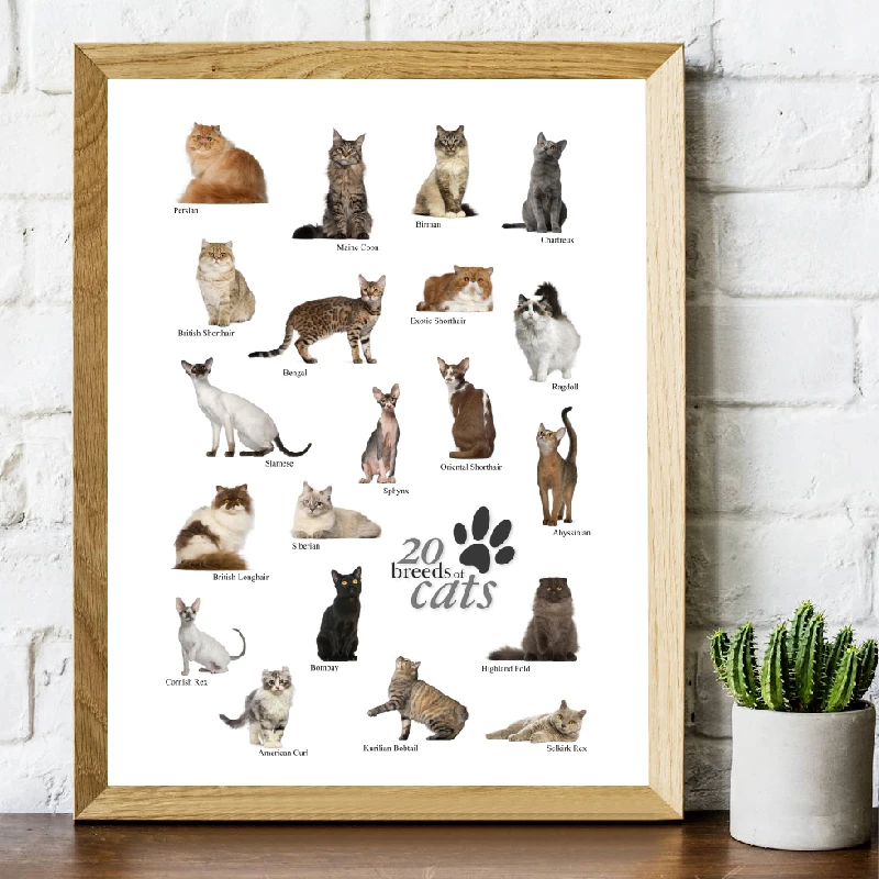 Cat breeds poster in English Canvas Prints Home Decor