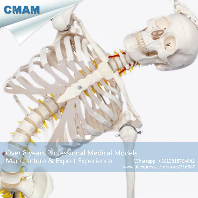 12361-1 CMAM-SKELETON01-1 Flexible Skeleton Life-size 170cm Medical Anatomical Skeleton Models 12361-1 CMAM-SKELETON01-1 Flexible Skeleton Life-size 170cm Medical Anatomical Skeleton Models