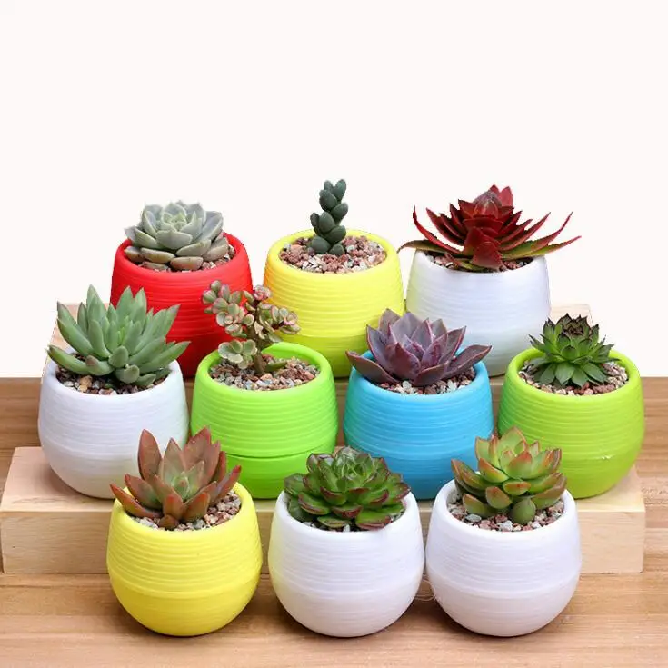 

TECHOME Hot Sales Colorful Succulents Small Flower Pots Mini Stone Pill Pots Rainbow Color Pots Soft PP Resin Plastic Plant Pots