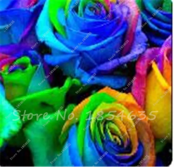 Buy 100 Pcs Rainbow Rose Seeds Free Shipping