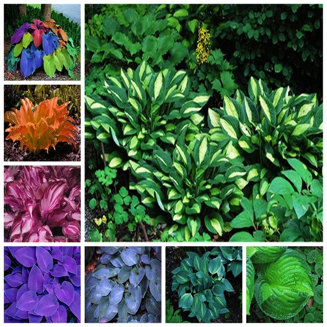 Esotico Hosta Pianta Quattro Stagioni Fiore Perenne Misto Piantaggine Del Fiore Esotico Hosta Pianta Quattro Stagioni Fiore Perenne Misto Piantaggine Del Fiore