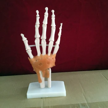 

hand joint with ligaments skeleton model human skeleton model vola palm skeleton model