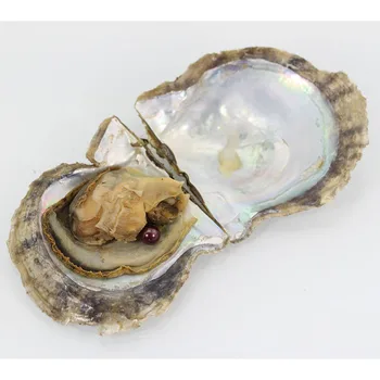 

Beautiful round Pearls In seawater Oysters Shell 20pcs/lot Vacuum-packed Oyster for women and child charming gift AR023