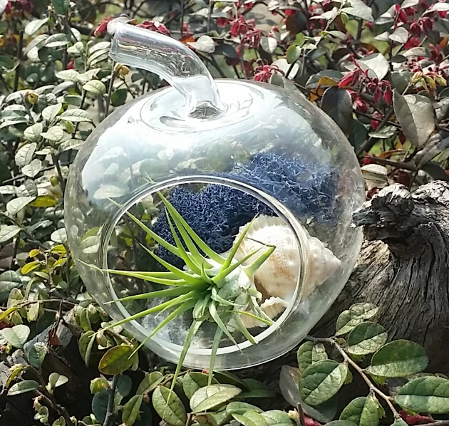 Glass Apple/Pear Shape Terrarium Air Plant Holder,Moss Planter