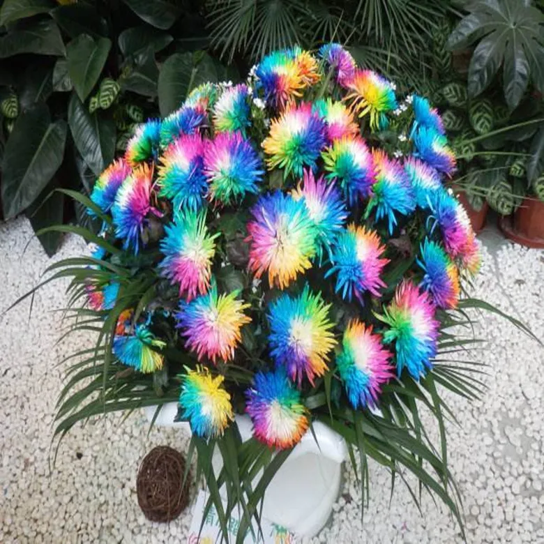 20pcs-Rainbow-Chrysanthemum-Flower-Seeds-Rare-Special-Unique-Unusual-Colorful