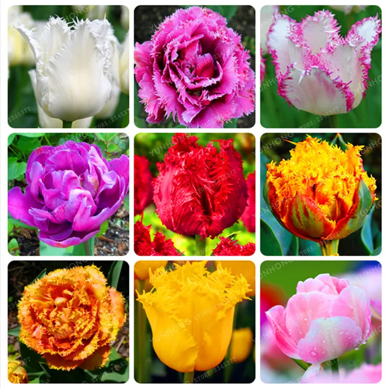 

10 Pcs/Bag Tulip Bonsai Rare Bonsai Petals Tulip Flower Bonsai Perennial Home Garden Potted Plants Symbolizes Love