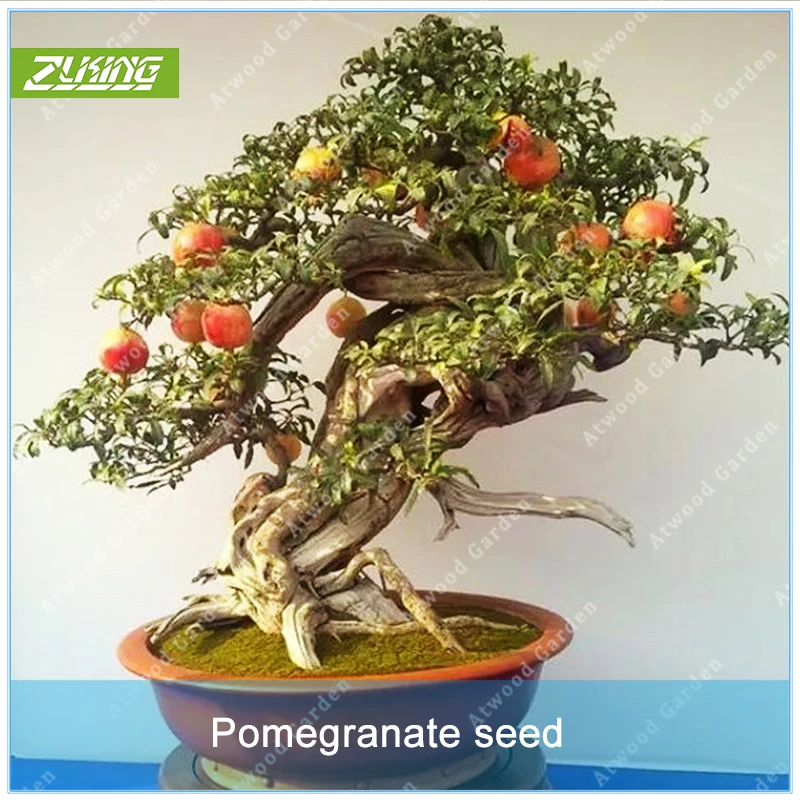 

ZLKING 50 Pcs Pomegranate Bonsai Delicious Sweet Fruit Tree Plants Home Garden Succulents Tree