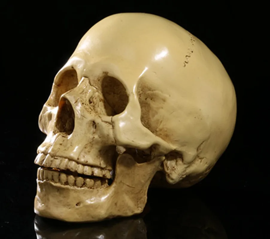 Realistic Resin Human Skull Anatomical Skeleton Home Horror Party Decoration Art Craft 1:1 Scale - Yellow