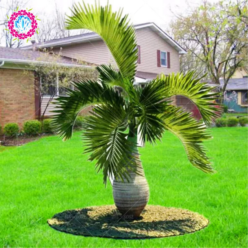 

10pcs/bag bonsai palm plants Bottle palm Multi-faceted landscaped green plants DIY home garden potted plants planting