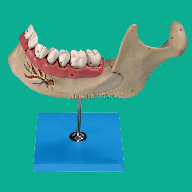 

Lower Jaw of adult, Dentition model, teeth dental model