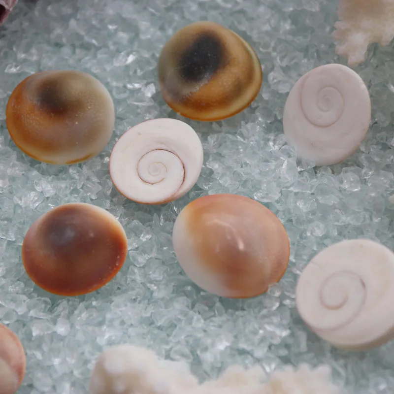 

Free Shipping(20pcs/lot)Sun Conch Natural Shell & Conch Home Decoration Aquarium Landscaping Shell Ornaments