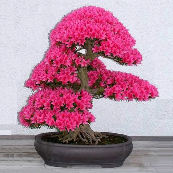 

bonsai tree japanese sakura 10pcs ,bonsai flower cherry blossoms