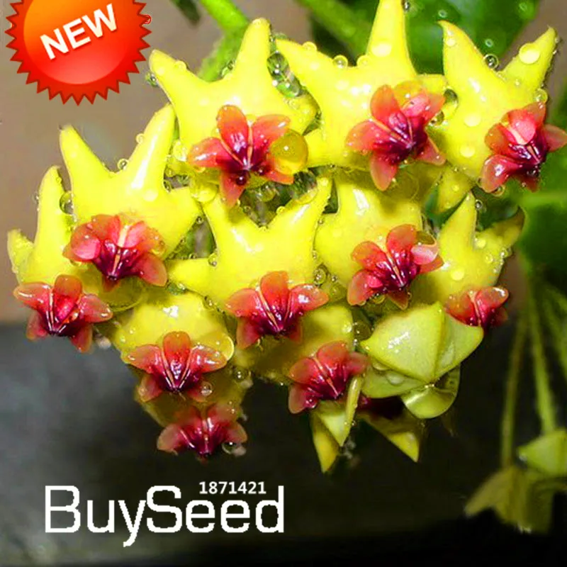 1# Hoya Seeds LOadSEcrs Garden 300Pcs Mixed Color Flower Hoya Seeds Non ...