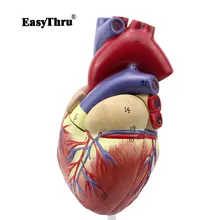 EasyThru 1:1 Human Heart Anatomical Model Heart Physician Medical Teaching Tools EasyThru 1:1 Human Heart Anatomical Model Heart Physician Medical Teaching Tools