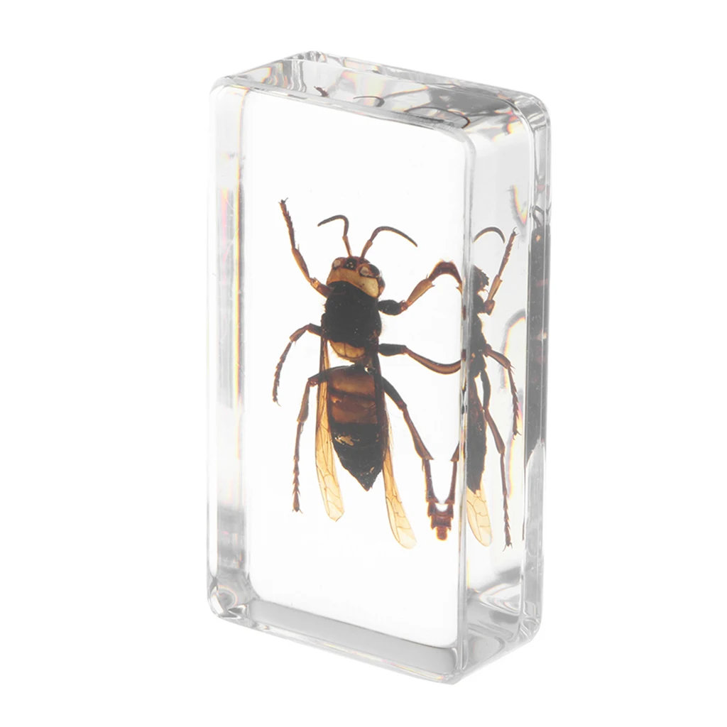 

Real Insect Specimen Wasp in Clear Paperweight, 7.5 x 4 x 2.5 cm