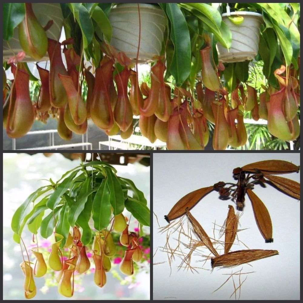 

20 Pcs Striped Nepenthes Bonsai Eating Mosquito Carnivorous Plants Tropical Pitcher Catch Insect Garden Bonsai Potted