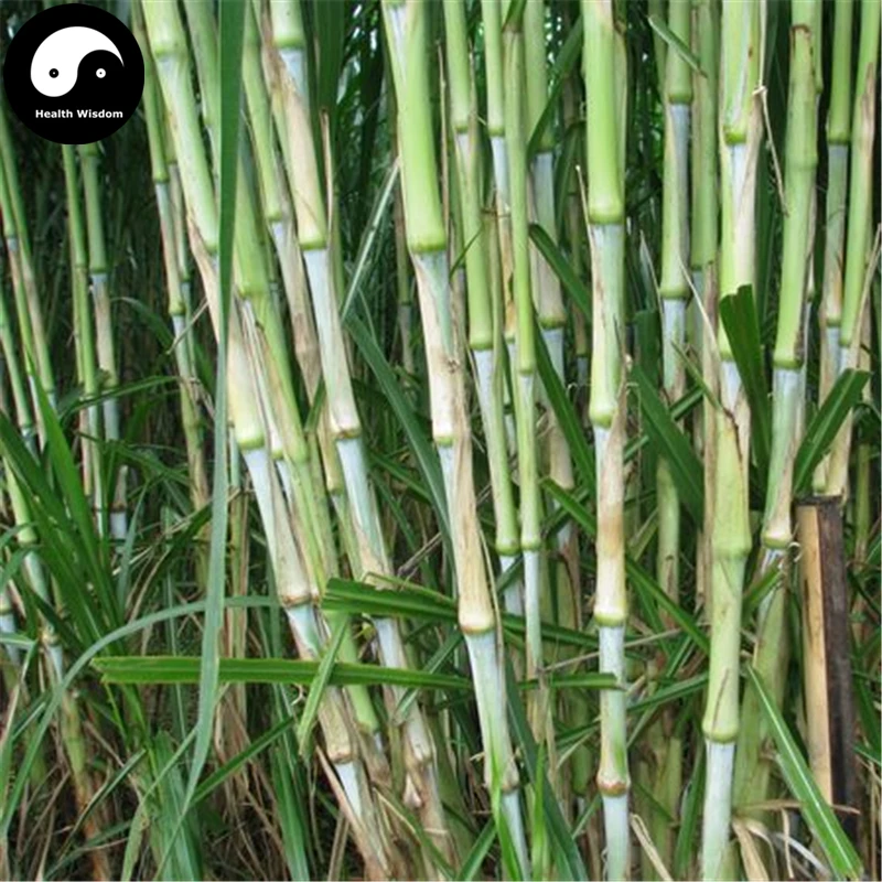 

Buy Pennisetum Purpureum Semente 1000pcs Plant Forage Grass Sweet Pennisetum