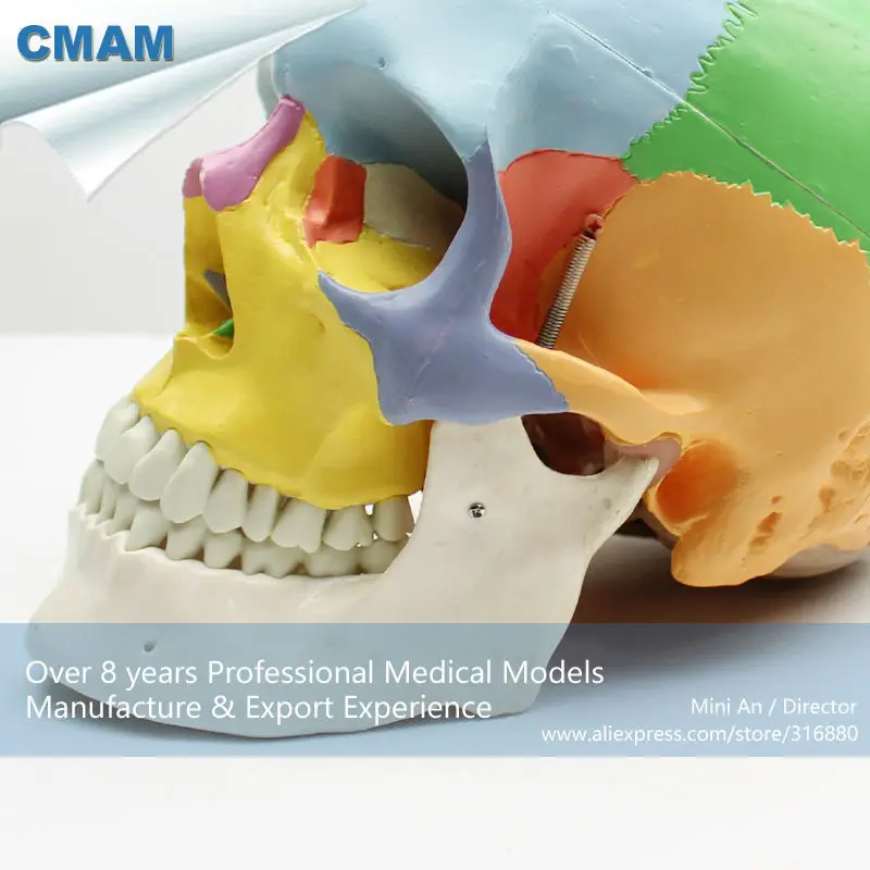 CMAM/12333 череп, цветной, пластиковый череп медицинский анатомический модель