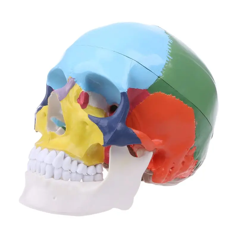 Цветной человеческий череп в натуральную величину, модель анатомической анатомии, медицинское обучение, скелет, голова, Обучающие принадлежности