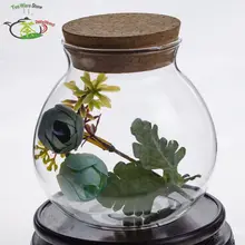 6 шт/лот 450 мл ручной работы термостойкие стеклянные чайные цветы Caddy Канистра с деревянной пробкой