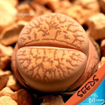 100% свежий настоящее "Dinterops F3" Lithops сочные кактус Semillas ~ живые камни