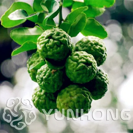 

Big Promotion!30 pcs/bag ,Lemon bonsai, potted balcony, planting seasons, sprouting 95%(Kaffir Lime),Source From Thailand