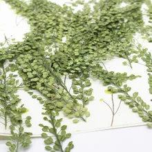 60 шт прессованный высушенный Lepidium Apetalum лист гербарий из растений для ювелирных изделий чехол для телефона закладка для скрапбукинга пригласительных открыток
