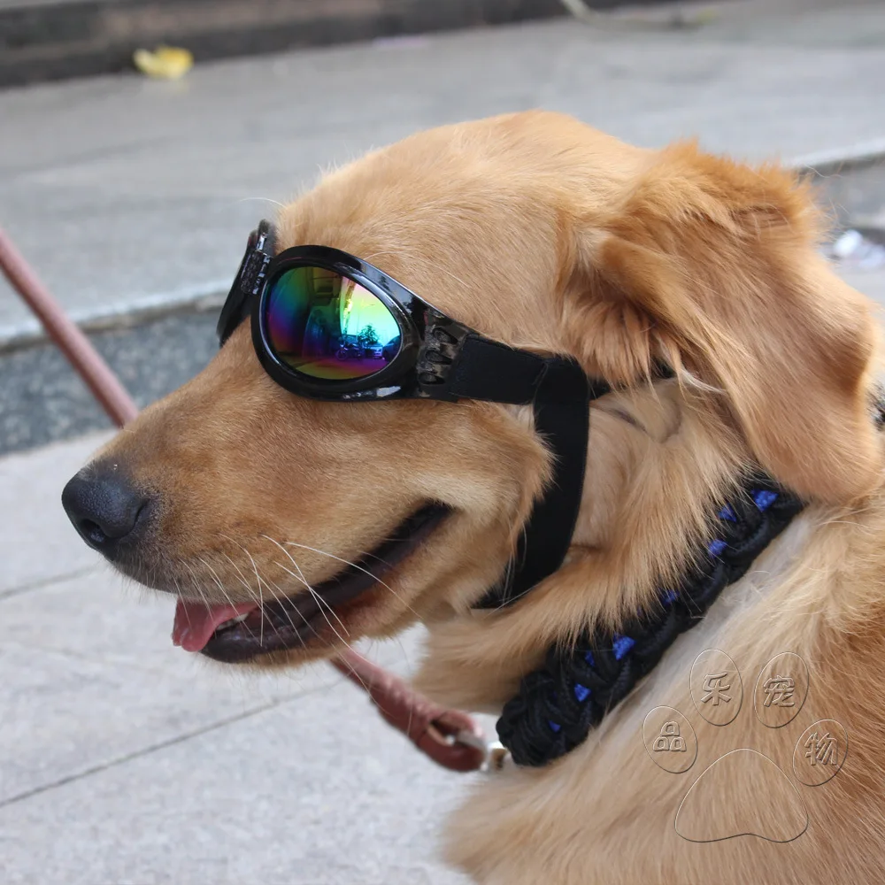 The dog dog glasses sunglasses Golden retriever samoyed dog sunglasses
