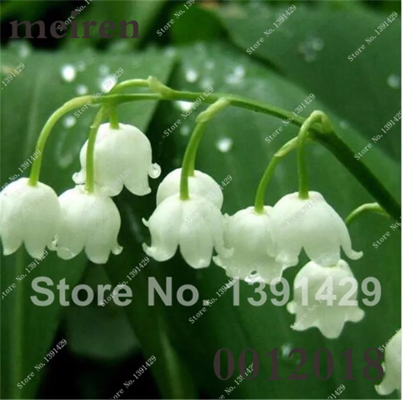 Hot Sale 100 Pcs/Bag Bell Orchid Bonsai Flower Campanula Bonsai Flower Seedling Convallaria Plant Pot For Home Garden air plants