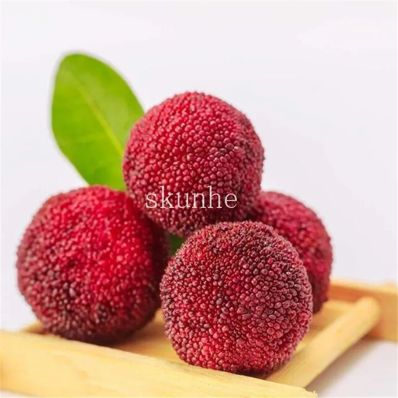 2pcs Arbutus Unedo Strawberry Tree Delicious Chinese Fruit bonsais For Healthy And Home Garden Easy Grow 2pcs Arbutus Unedo Strawberry Tree Delicious Chinese Fruit bonsais For Healthy And Home Garden Easy Grow