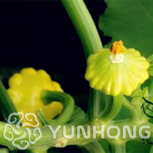 

Big Sale 10pcs Chinese UFO Pumpkin Bonsai Easy to Grow - Nutritious Green Vegetable Bonsai UFO Pumpkin Plants