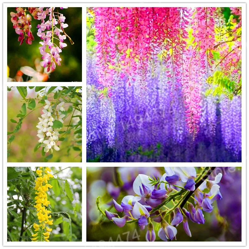 

5 flores Rare Wisteria plantas mixed color flower plante bonsai wisteria tree bonsai ornamental plant beautiful plant for home g