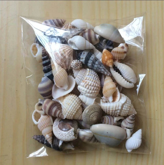2 piezas de caracolas naturales decoración de concha de mar, decoración de  mesa, decoración de taxidermia, animal marino, estatuilla de caracola