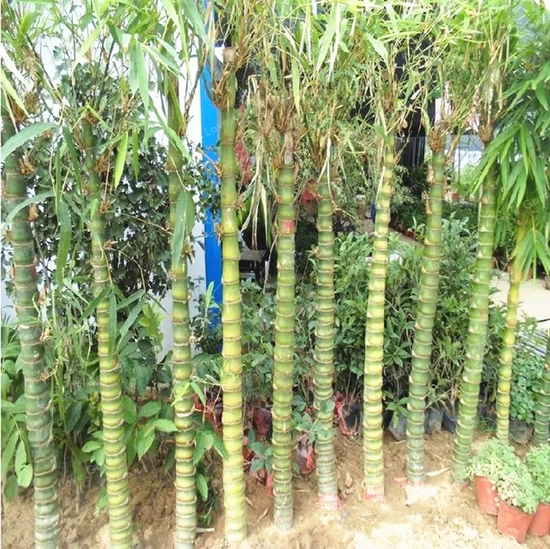 Редкие карликовый бамбук в горшке декоративный сад Bambusa Ventricosa карликовые деревья травы карликовые деревья завод для Домашнего Цветоводств...