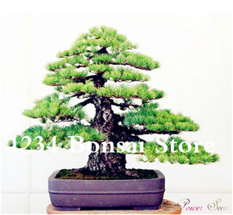 Genuine! 50 Pcs Juniper bonsai tree potted flowers office bonsai purify the air absorb harmful gases juniper garden seedsplants Genuine! 50 Pcs Juniper bonsai tree potted flowers office bonsai purify the air absorb harmful gases juniper garden seedsplants