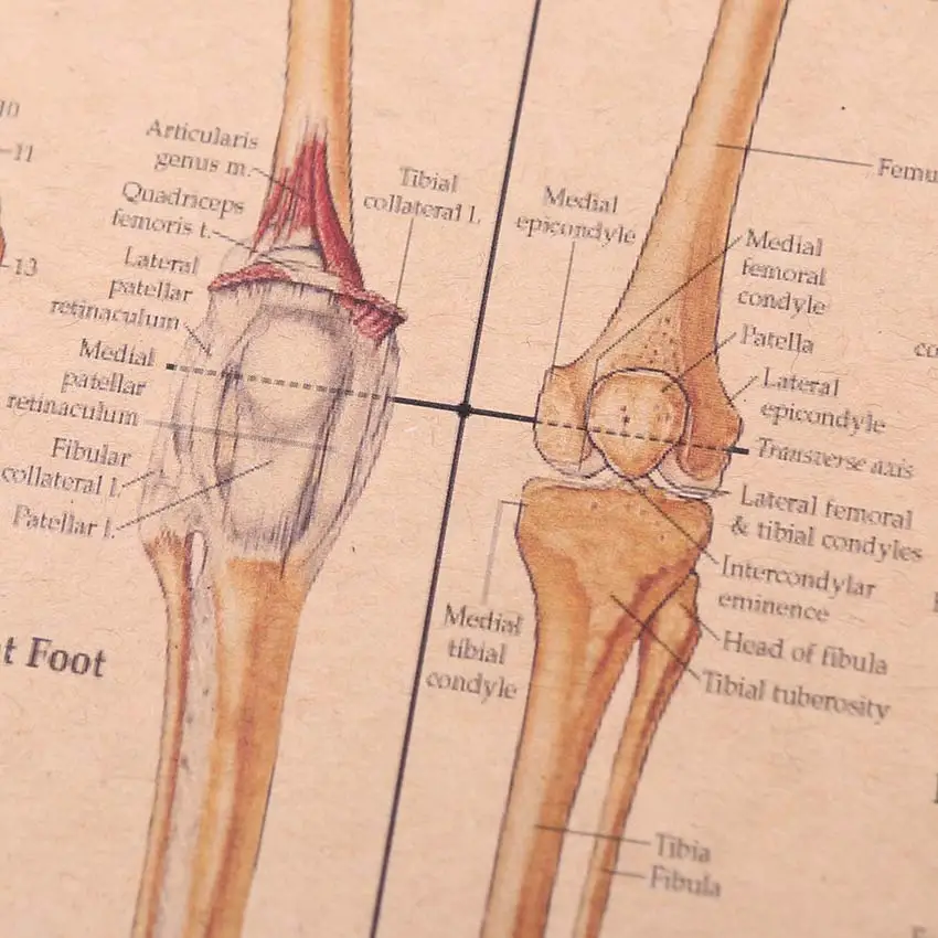 TIE LER Скелет структуры тела нервная система Плакат Бар домашний декор ретро крафт-бумага живопись 42x29 см стикер на стену