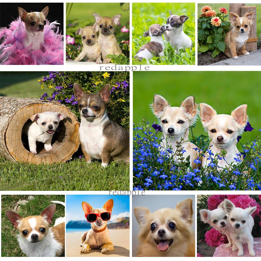 

diy diamond embroidery lovely chihuahua dog diamond painting full drill square 5d cross stitch mosaic pet picture of rhinestones