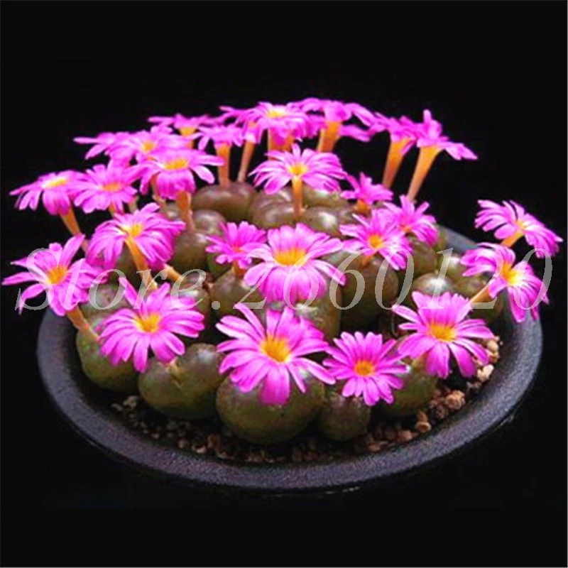 

1000 pcs/ bag Mix Succulent Indoor & Outdoor Bonsai Potted Lithops Pseudotruncatella Mini Garden Plant for Flower Pots Planters