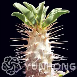 Pachypodium Saundersii бонсай Suculentas 5 шт./упак. Apocynaceae Pachypodium сочные бонсай мини Bonsai Sementes de flores