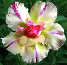 1 Pcs Real Thailand Adenium Obesum Seeds Home Garden Bonsai Rare Garden Ornaments Flower Pots Planter