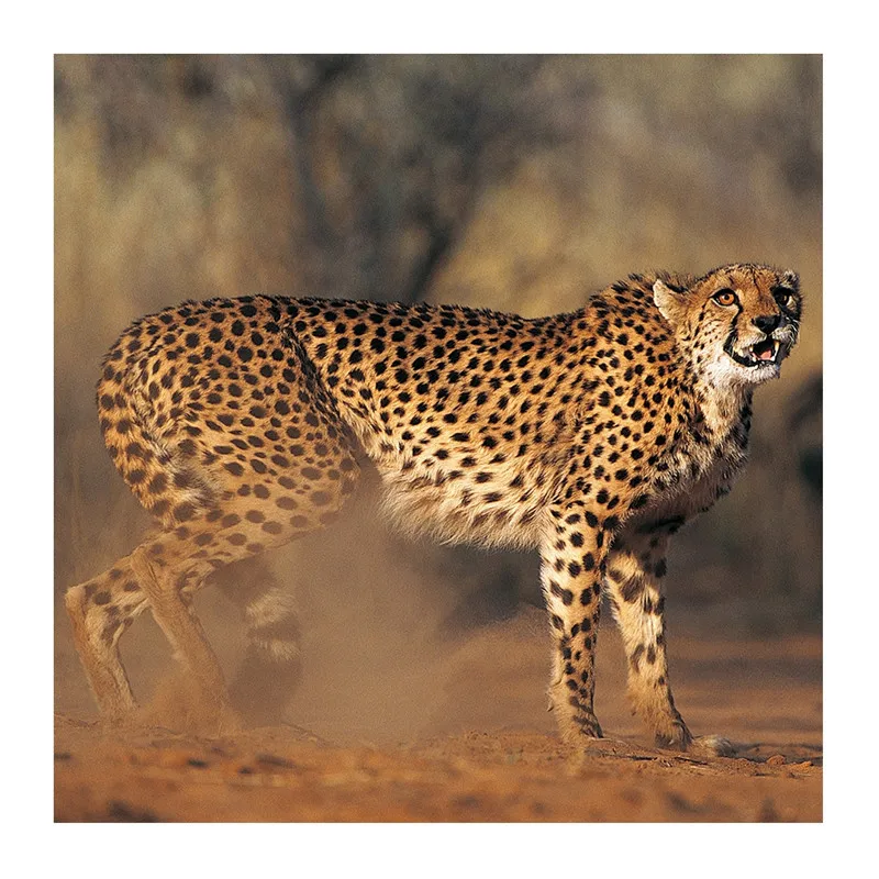 JJAA1234C_2