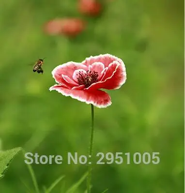 100 pz Fiore rosso onda onda mais papavero testa di fiore di lunghezza