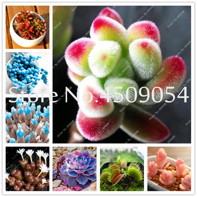 

100 pcs Lithops succulent plants Living Stones Succulent Cactus for home garden decoration purify the air and prevent radiation